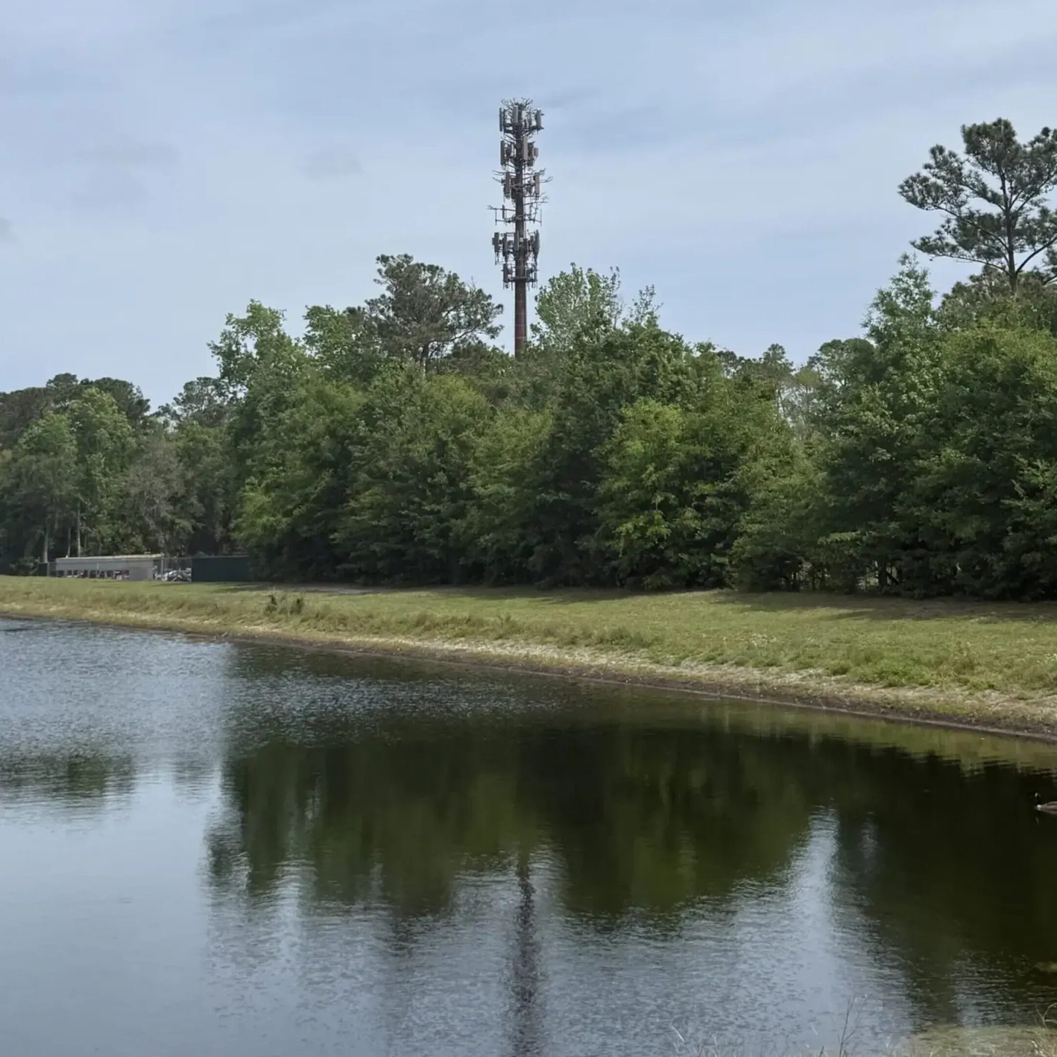 Cell tower behind trees reflected in pond